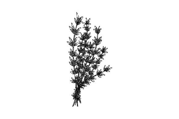 Download Plant Thyme Leaf Sketch Hand Drawn Vecto - Plant Collection