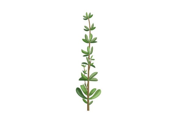 Download Thyme Green Plant Cartoon Vector - Plant Collection