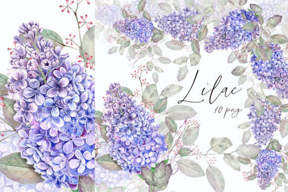 Download Lilac Clipart - Lilac clipart Collection