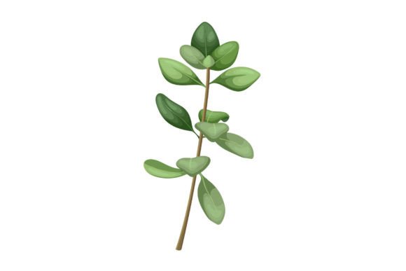 Download Thyme Green Plant Cartoon Vector - Plant Collection