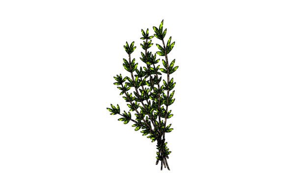 Download Plant Thyme Leaf Sketch Hand Drawn Vecto - Plant Collection