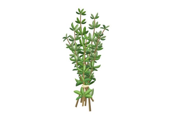 Download Thyme Green Plant Cartoon Vector - Plant Collection