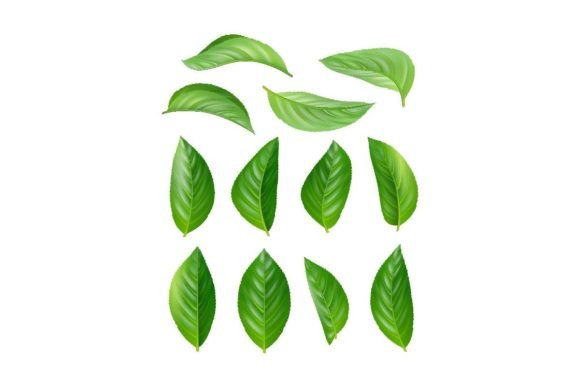 Download Green Tea Leaves. Eco Natural Plants - Premium Resources