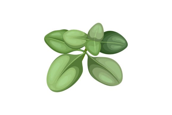 Download Thyme Green Plant Cartoon Vector - Plant Collection